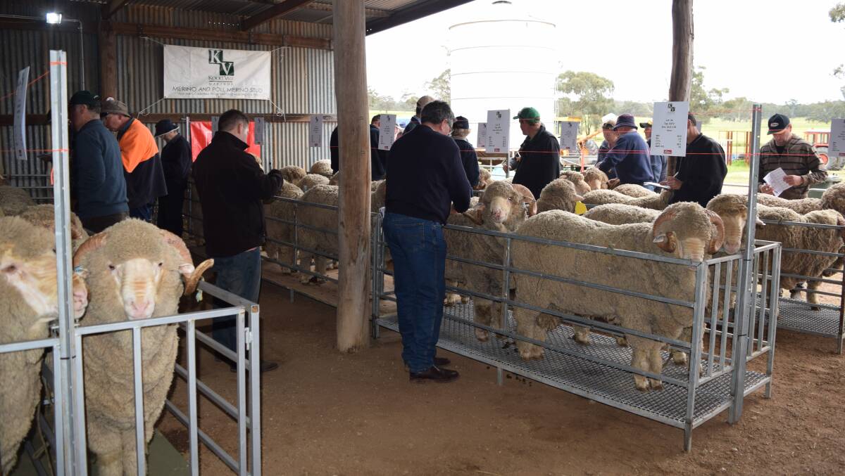 The Harris family hosted its first Koole Vale on-property ram sale last year. They sold 28 Merino and Poll Merino rams to a top of $1600 and an average of $954.