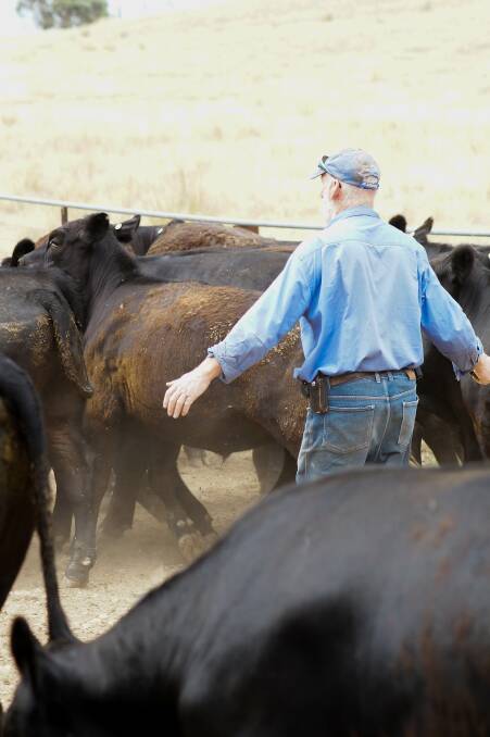 John Drysdale and family run Angus cattle in north-east Victoria but have bought bulls from Tasmania for the past few years and plan to again this year. 
