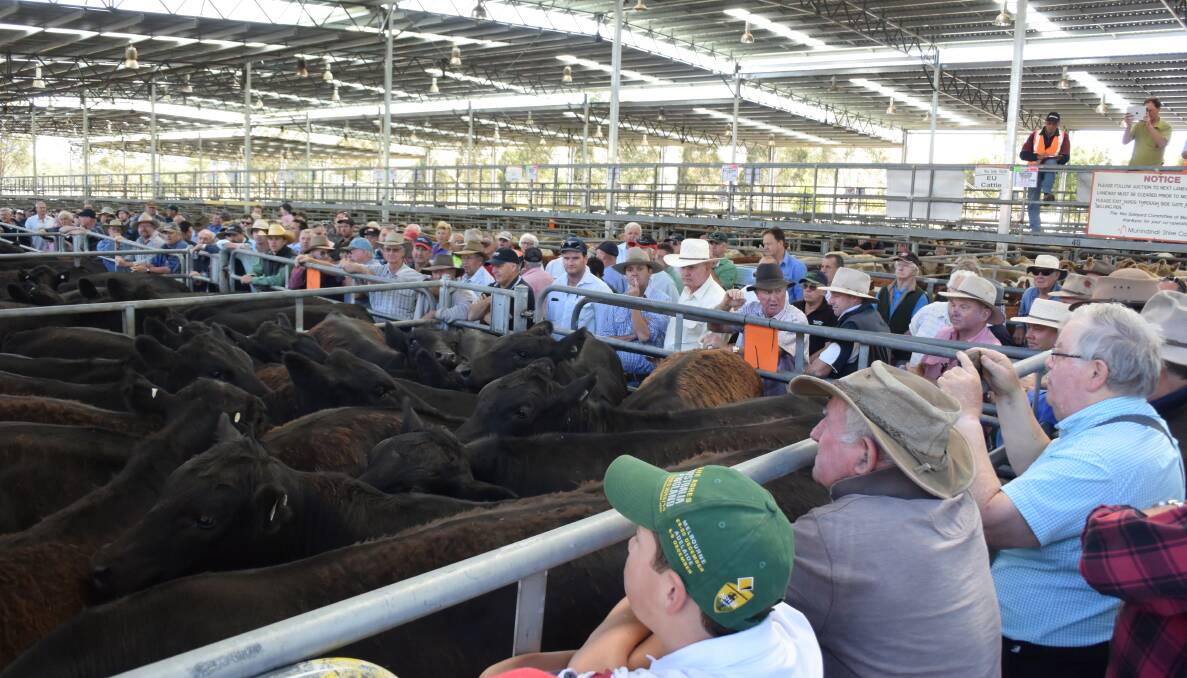Drawn in: The large crowd of buyers, sellers, agents and onlookers at the first pen of Elders Yea blue ribbon weaner sale.