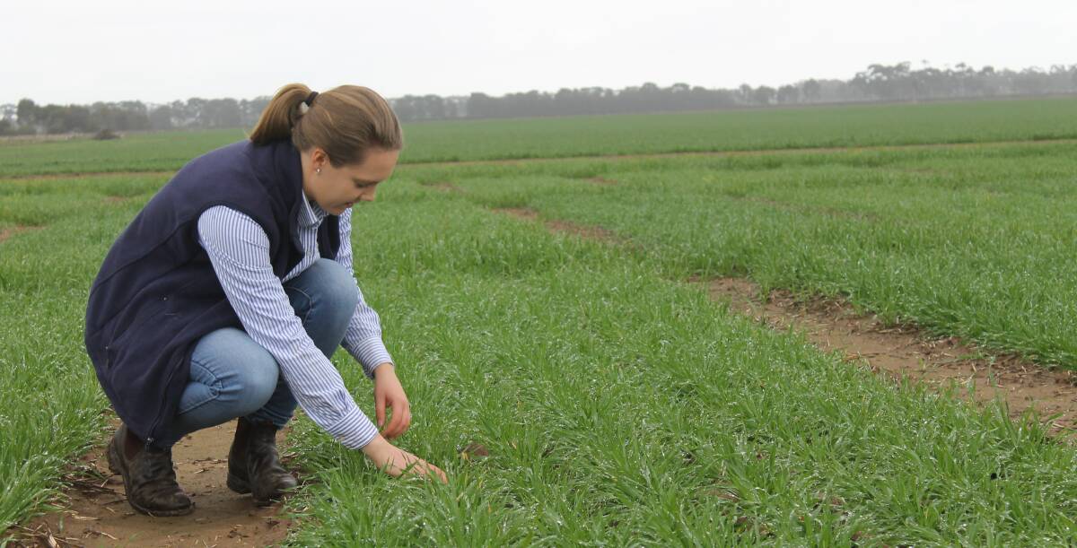 Claudia is responsible for monitoring trials and doing applications of fertilisers and sprays as required.