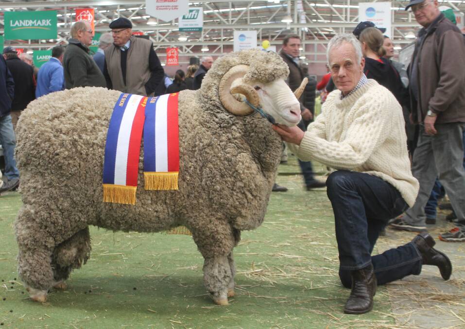Supreme: Jock MacRae with Eilan Donan's supreme exhibit-winning fine-wool ram, nicknamed Harvey. The ram was reserve junior champion ram at last year's show and this year already won supreme at Balmoral and Campbell Town.