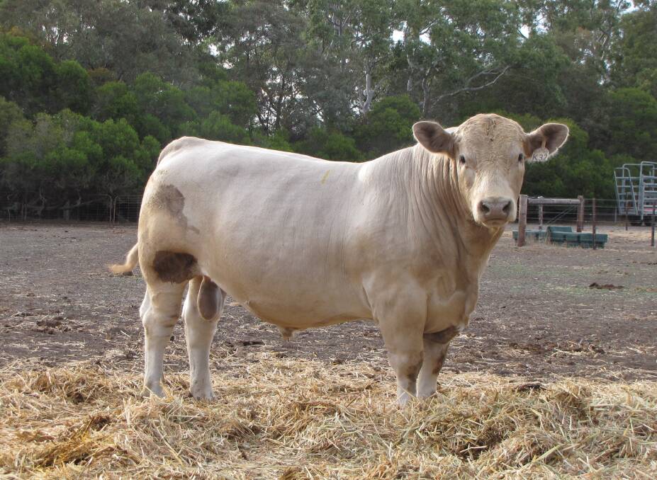 Murray Greys have had great success this year, including at the Lindsay stud sale (of which the second highest priced bull is pictured).