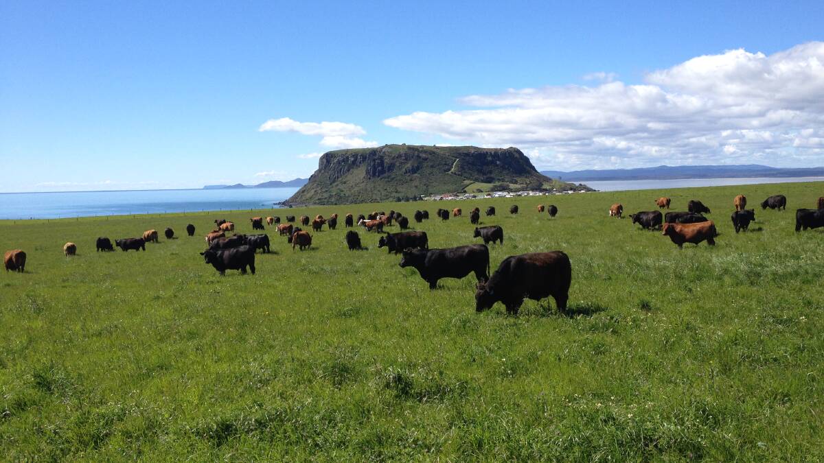 Western Plains steers with the Stanley Nut in background. John Bruce said Tasmanian grass-fed beef had customers in Japan, South Korea, Canada and the US.