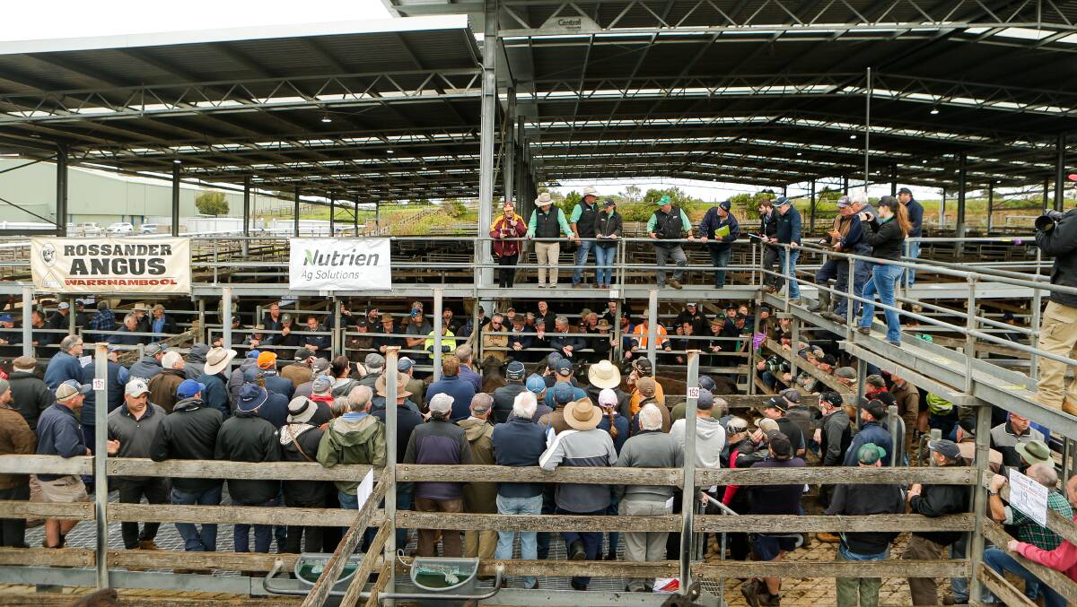 The final sale will be held at the Warrnambool saleyards on December 28. Picture by Anthony Brady.