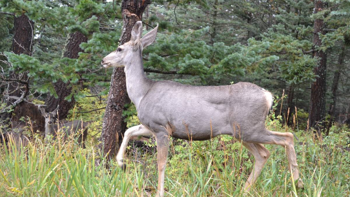 Deer not a 'cute novelty' warn farmers shooting thousands a year