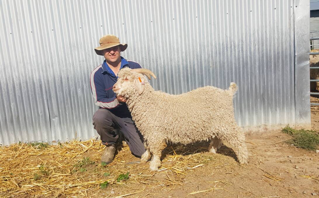 Angora goat fibre cheaper and profitable alternative to sheep, cattle
