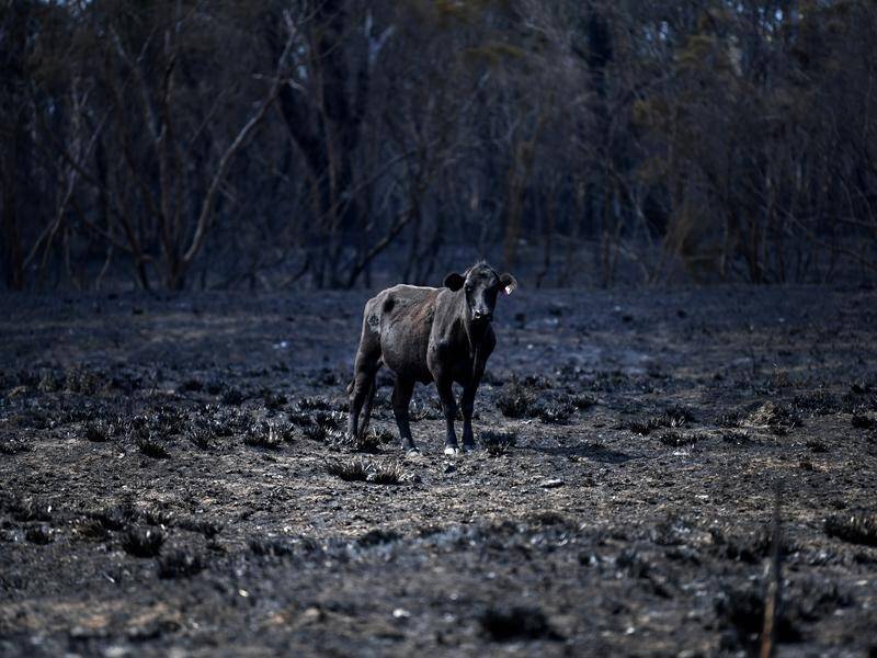 Bushfires continue to impact local farm businesses and communities weeks after the emergency began.