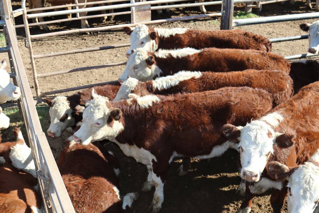 Trade steers in Victoria and NSW are sitting at premiums well above the normal range.