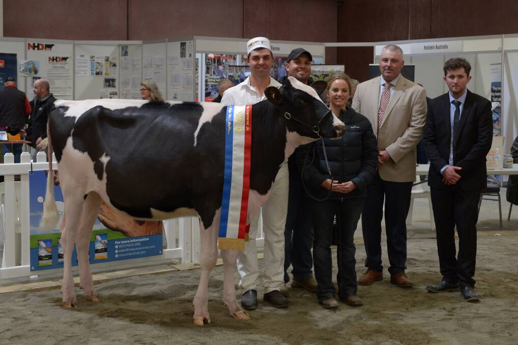 ON SHOW: The 2018 Junior Holstein Champion.