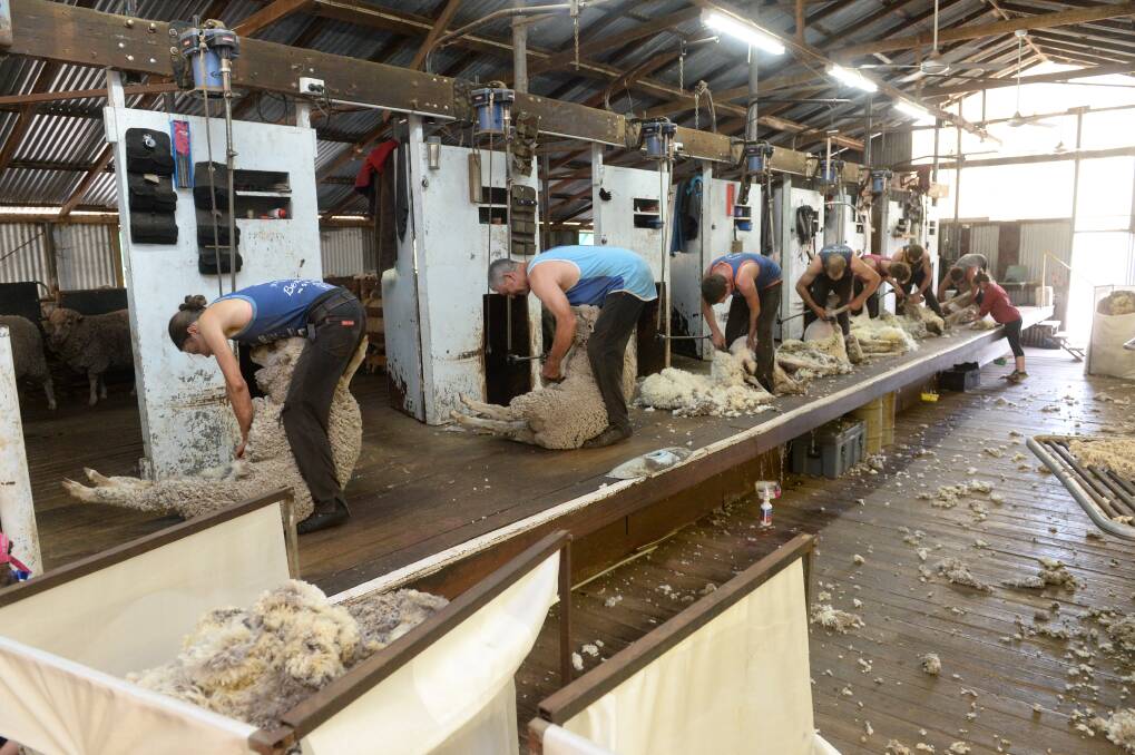 BUSY TIMES: There is plenty of shearing activity throughout Victoria and southern NSW, with many completing their lamb shearing programs. 