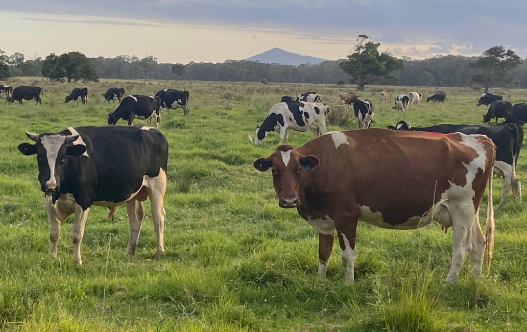 Barambah Organics run 1100 cows on its three farms in the south of Queensland and far north of NSW.