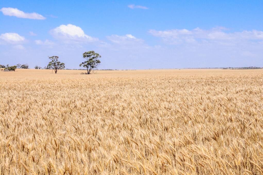 IN DECLINE: There is still a price premium for wheat and barley stored at major railheads north of Adelaide, but it still leaves the implied price fall in country South Australia at $105 a tonne since September 2018.  