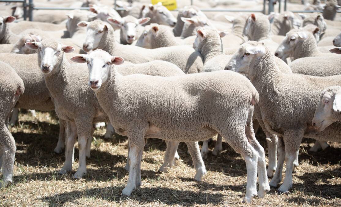 TOP LOT: First cross ewes sold for $264 to Landmark Mt Gambier. Prices varied for other ewes.
