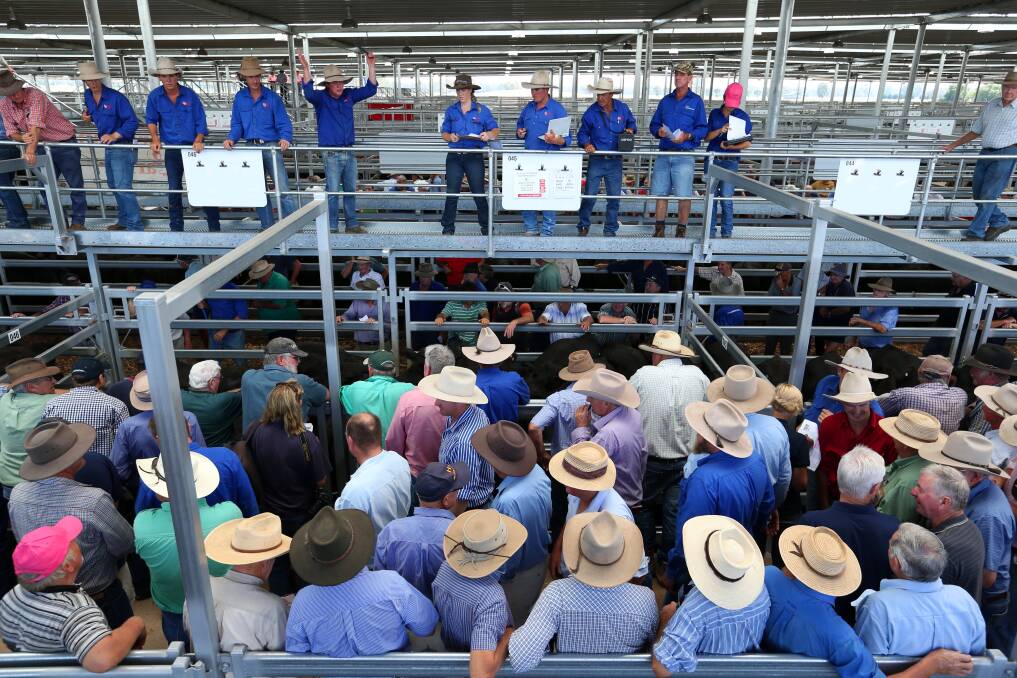 All major National Livestock Reporting Services reported categories of cattle across the east coast are below levels recorded this time last season, including heavy steers, albeit marginally.