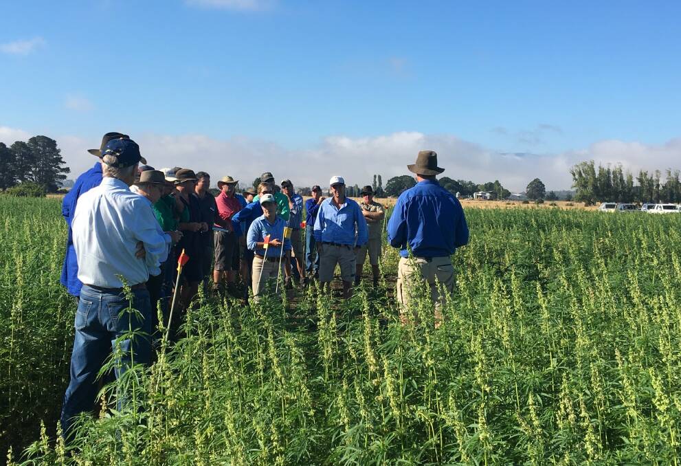 ON TRIAL: Multiple sites have been established across Tasmania to better understand how new hemp varieties perform and their suitability to the growing conditions.