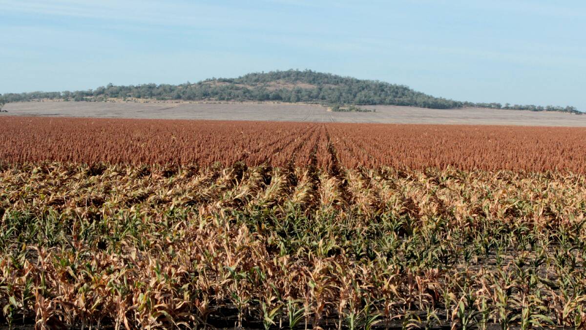 AT RISK: The sorghum crop has been hit hard by dry conditions, and now summer rainfall deficits are putting the winter cropping program at risk due to a lack of stored moisture.