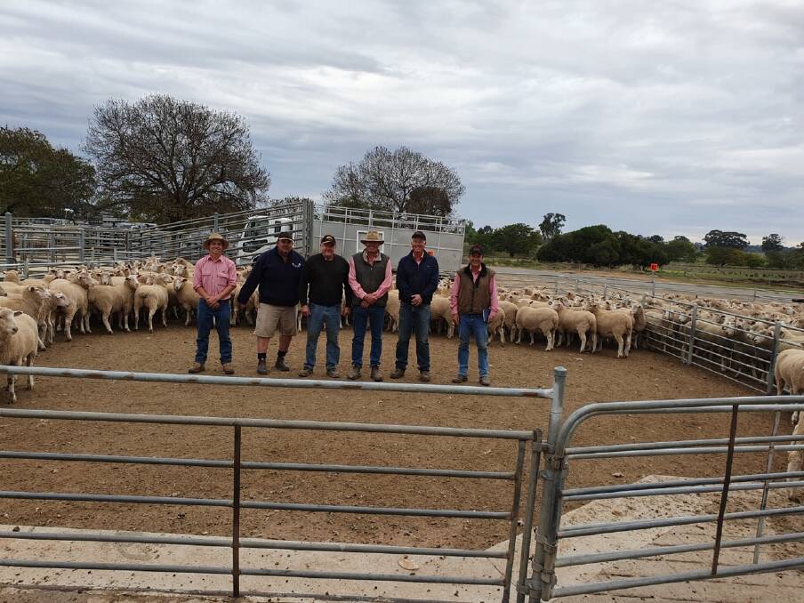 BIG SALE: The Elders team with the pen of 197 lambs they sold on behalf of A/C Mickan Bros, Walla Walla, NSW, for $301 at Corowa, NSW.