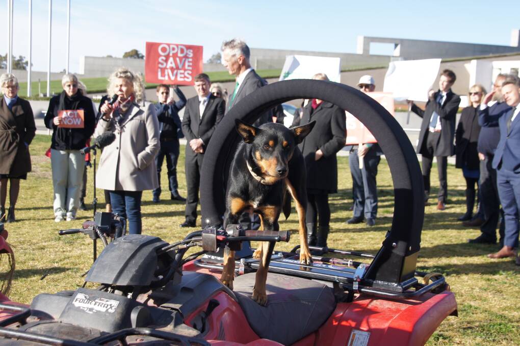 Slim showed the crowd at Parliament House that dogs can easily mount a roll-over protected quad bike.
