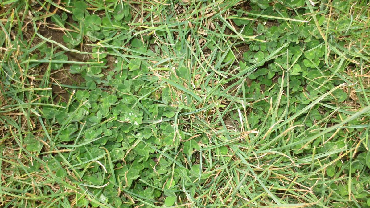 Sub clover is a key driver of any grazing system, it improves animal performance and adds nitrogen to the soil that is used by grasses or in a subsequent cropping phase.