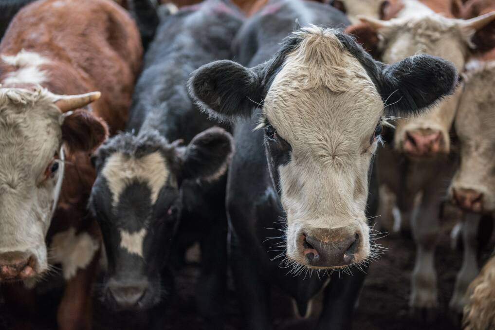 Cattle supply starts to ramp up