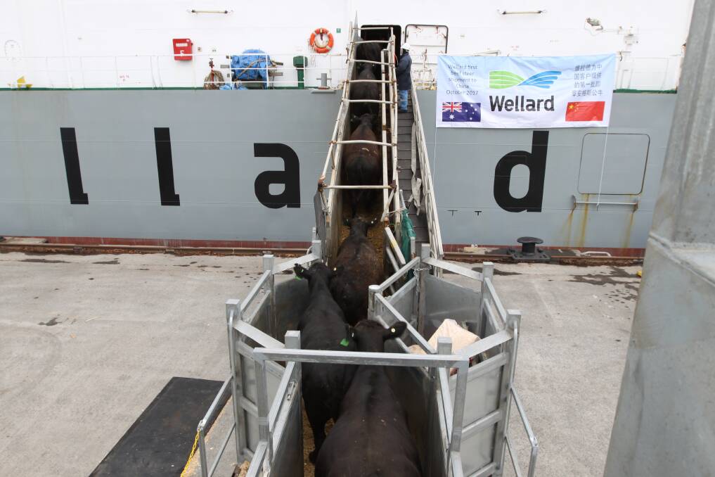 The live export prices out of Townsville were quoted at 290¢/kg lwt this week, at a discount to Darwin at 325¢.