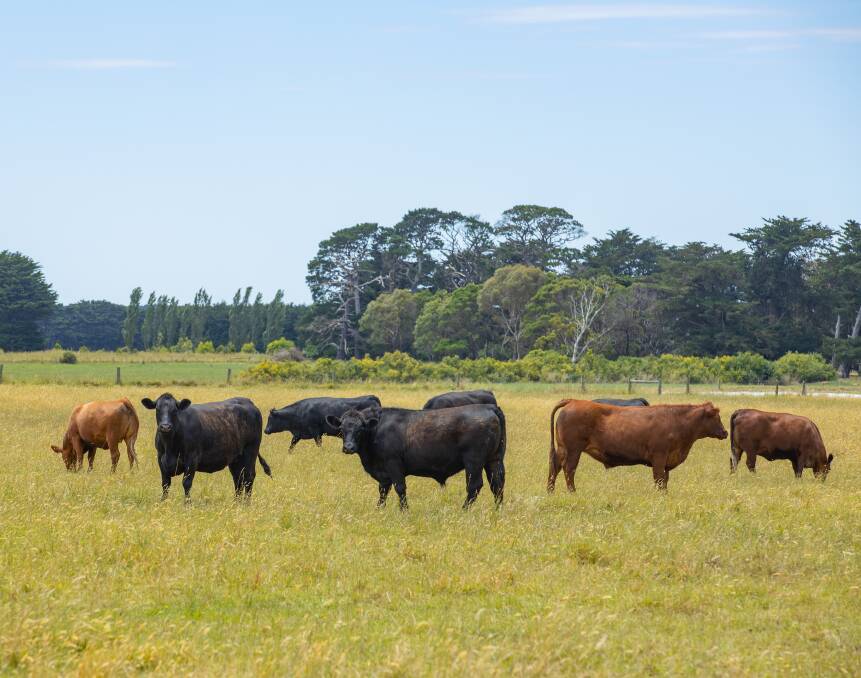 'Grasmere Grange' has an excellent subdivision of 12 paddocks with cattle yards and crush.