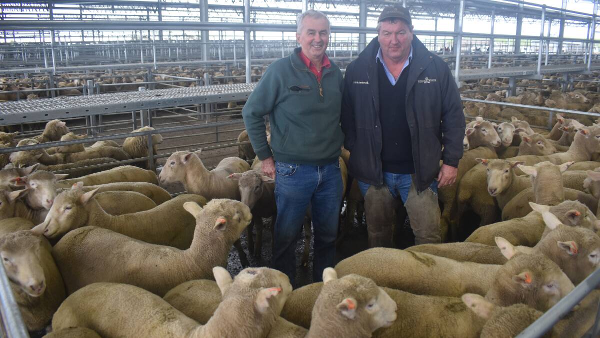 FINAL PENS: Geoff Oliver, Englewood Park, Inverleigh, sold Poll Dorset lambs out of first-cross ewes at Ballarat for $189 with Bernie Nevins, HF Richardson & Co, Ballarat.