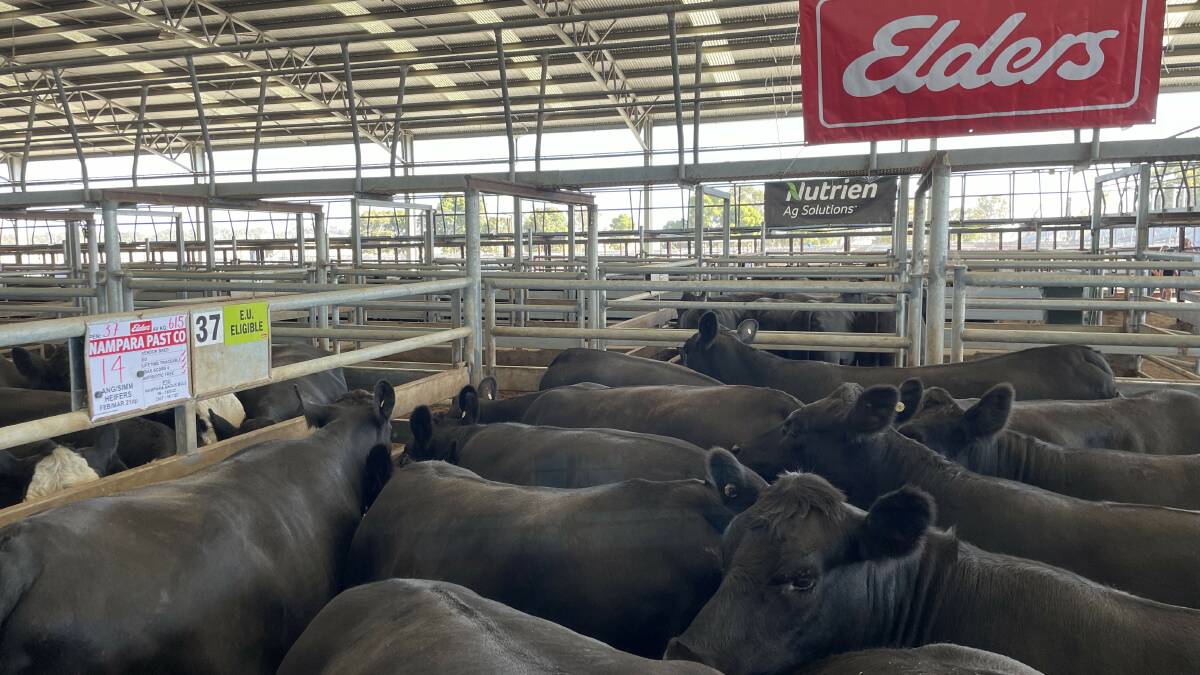 One of Nampara Pastoral Company's pens of Angus heifers.