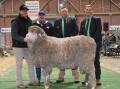 Collinsville Emperor 395, which sold privately for $115,000 to the Kolindale stud,
Dudinin, WA. Pictured with the ram are Collinsville stud general manager Tim Dalla, Hallett, Tony Brooks, Brooks Merino Services, who acted on behalf of the Kolindale stud in purchasing the ram and Nutrien stud stock representatives Brad Wilson and Rick Power.
