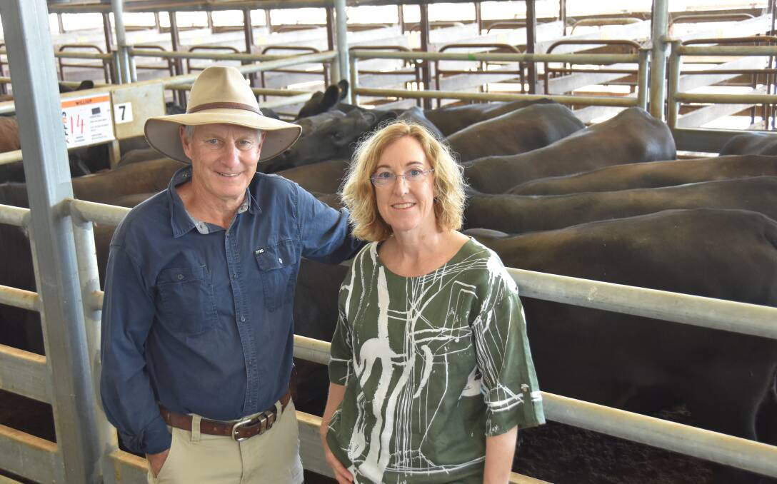 Michael Mattei and Carolyn Williams, Williup, Hynam, sold 181 Angus heifers for a $3268 average. This average was back about $300 on the 2022 sale but Mr Mattei was happy with his buy in price back more than this.