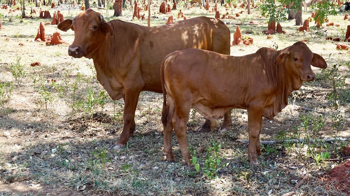 REPRODUCTIVE RESEARCH: Cattle on the Lynch family's Stapleton Station at Katherine in the Northern Territory.
