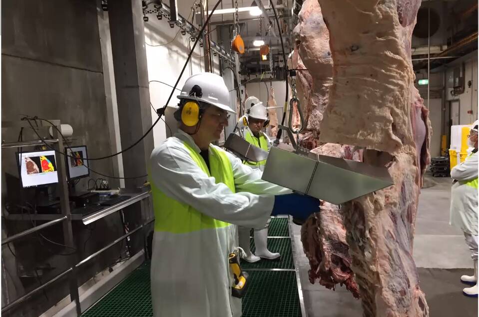 READY TO GO: After an extensive validation journey, Teys Australia is set to roll-out objective carcase measurements of eating quality traits using a cutting-edge grading camera.