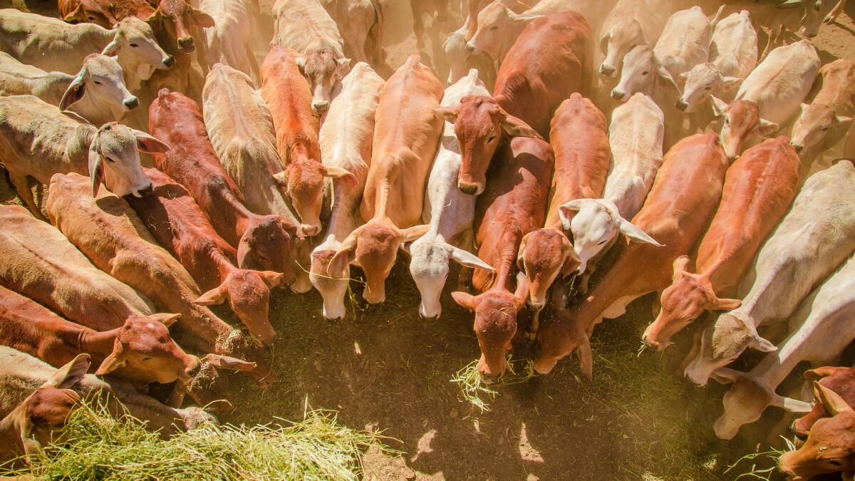 More live-ex cattle due but short supply will rule in 2022