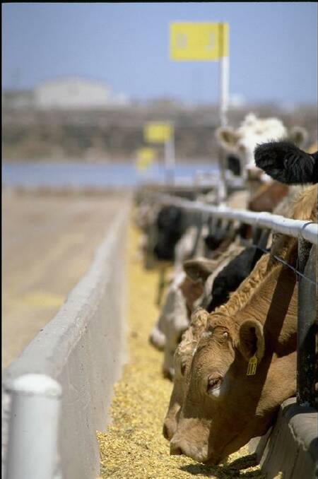 Numbers of cattle on feed in the US are high - how will that play out for Australian beef exports?