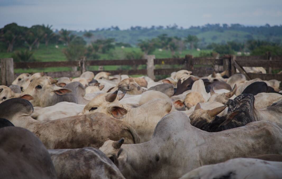 Cattle ranching on the edge of the Amazon. Picture: Shutterstock.