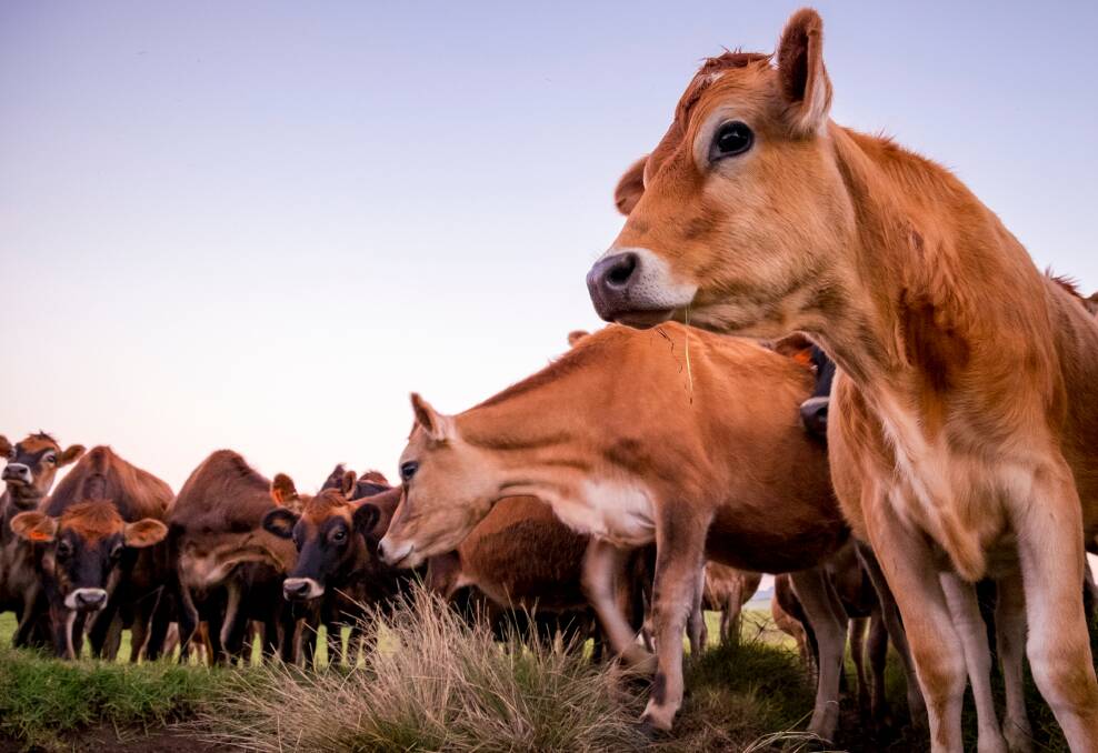 COWS UNITE: Both dairy and beef producers want lumpy skin disease to be 'upgraded' in terms of its priority as a disease threat.