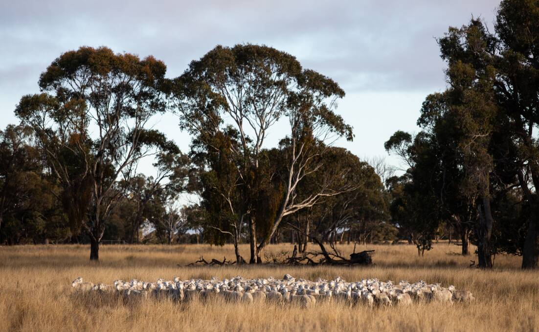 Sheep grazing winter feed at Tim Wright's Lana on the NSW Northern Tablelands.