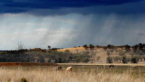 RISING: Cattle prices continue to rise across eastern Australia.