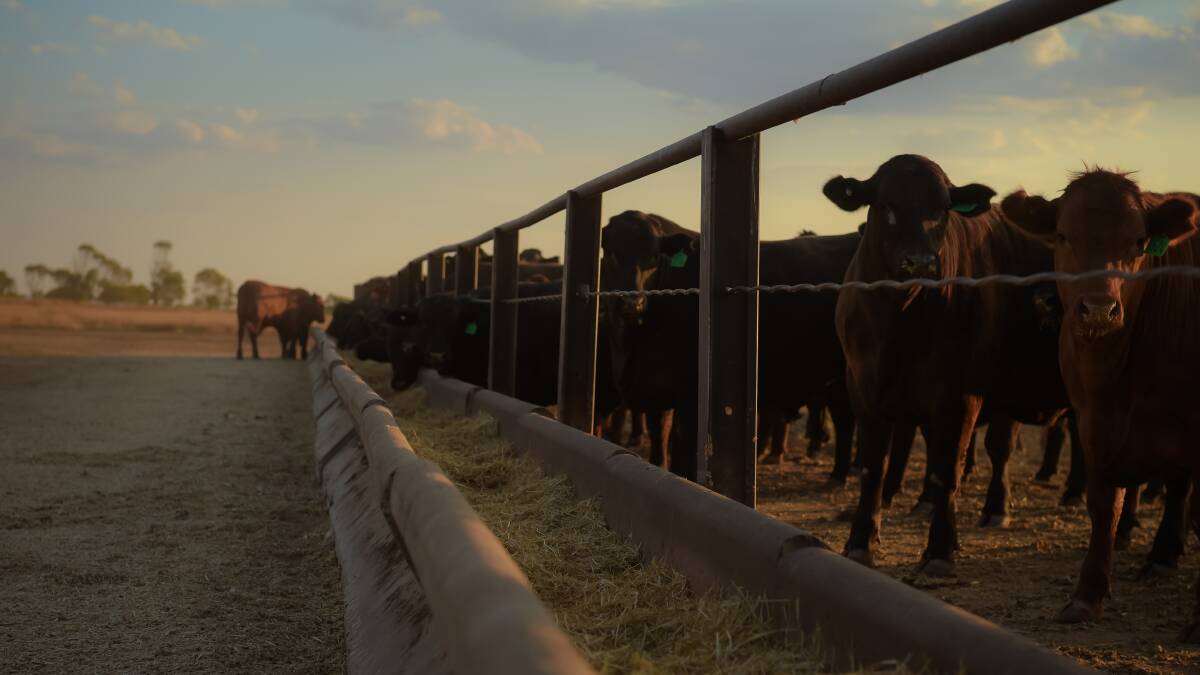 Cattle on feed remain above the million mark