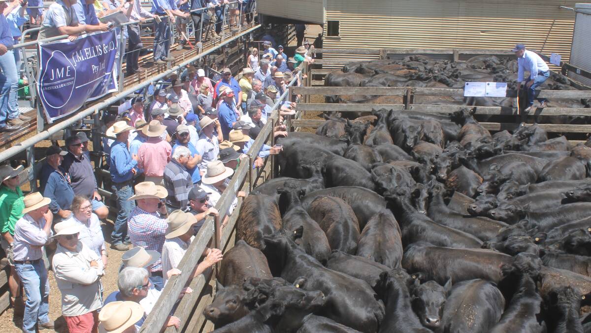 ON OFFER: The action at the Hamilton Independent Agents Angus steer sale in Victoria  last week where 3585 were penned.   PHOTO: Murray Arnel.