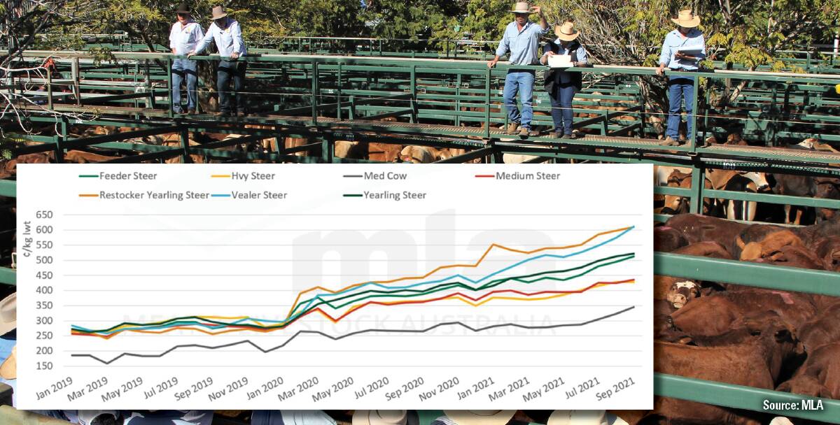 Cattle prices across the board hit new highs