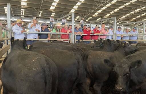 The action at Naracoorte steer sale in South Australia late last week. Picture Catherine Miller.