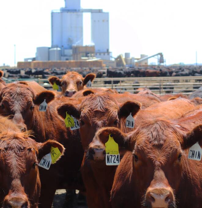 Cattle on feed at Kuner Feedlot in northern Colorado in the United States.