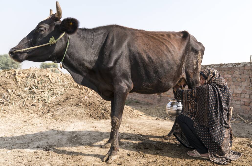 Bids for a meat tax in Europe are a long way from the reality of smallholder livestock production in developing countries. Photo: ACIAR/Conor Ashleigh