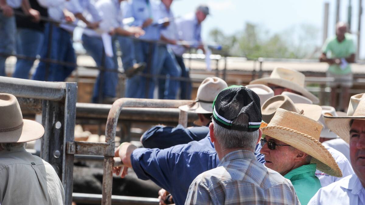 OUTLOOK: Most cattle indicators are in the red, but processor steers are holding up.