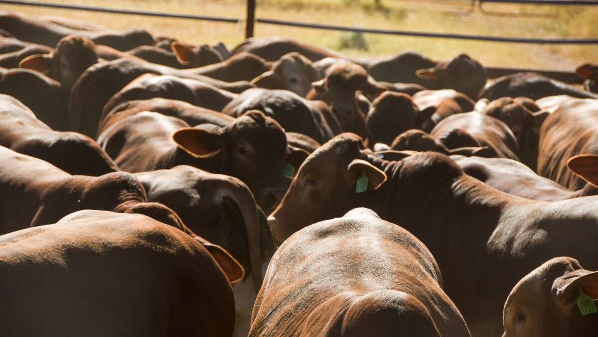 GOOD NEWS: The national cattle herd expected to lift 2 per cent in 2021.