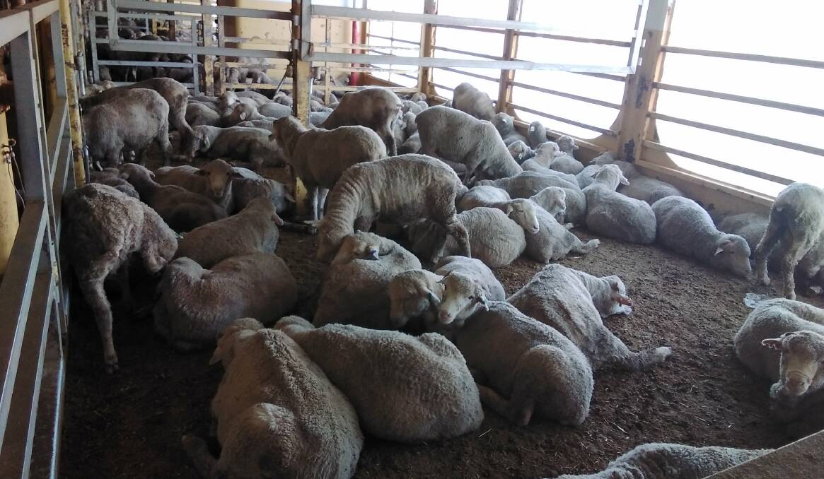 A-GRADE WELFARE: Sheep aboard the Al Kuwait during a June shipment to the Middle East.