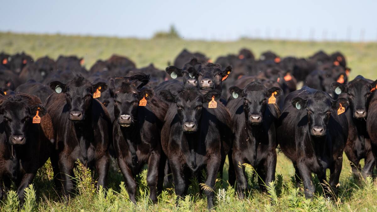  Angus cattle at Blythe Family Farms, Kansas.