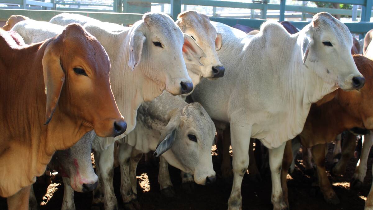 Independent chair to lead live export research