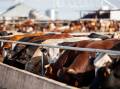 The December quarter showed the fifth consecutive lift to feedlot capacity, which is sitting at a record.